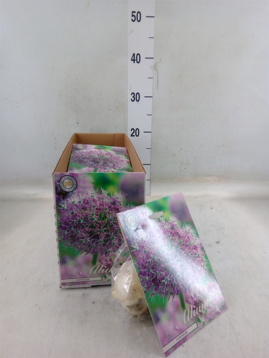 <h4>Allium   ...flowerbulbs</h4>