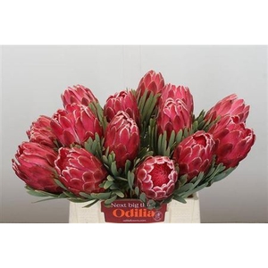 Protea Venus