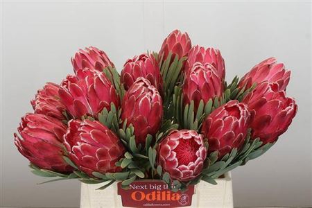 <h4>Protea Venus</h4>