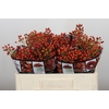 Rozenbottel Autumn Rosefruits