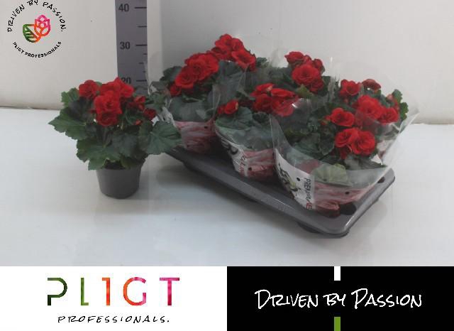 <h4>BEG DU BALADIN</h4>