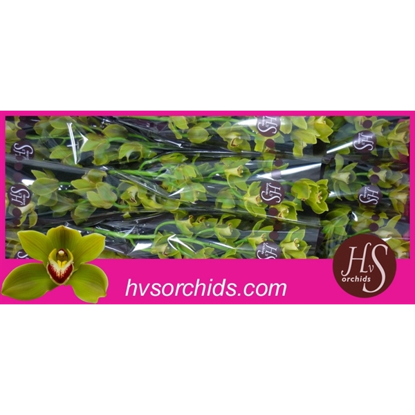 <h4>Cymbidium green jungle trail</h4>