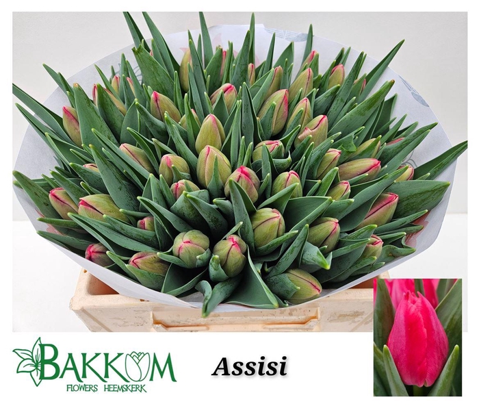 <h4>Tu En Assisi</h4>