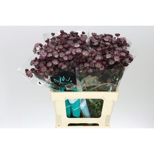 Astrantia Star Of Love