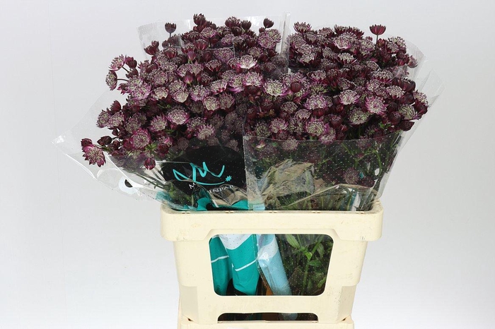 <h4>Astrantia Star Of Love</h4>