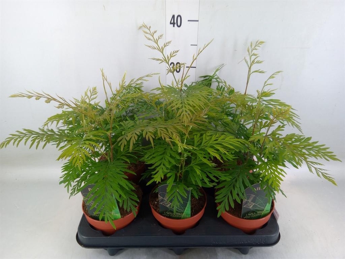 <h4>Grevillea robusta</h4>
