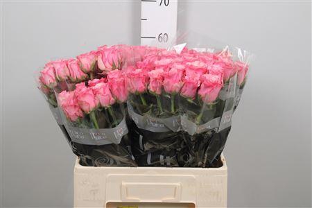 <h4>R Gr Ramonda</h4>