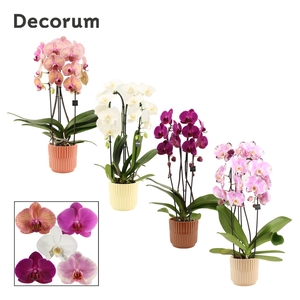 PHAL GEM