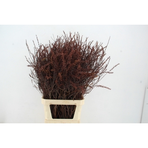 MYRICA GALE (GAGEL) 110CM