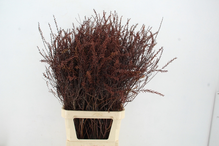 <h4>MYRICA GALE (GAGEL) 110CM</h4>