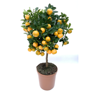 Citrus hystrix