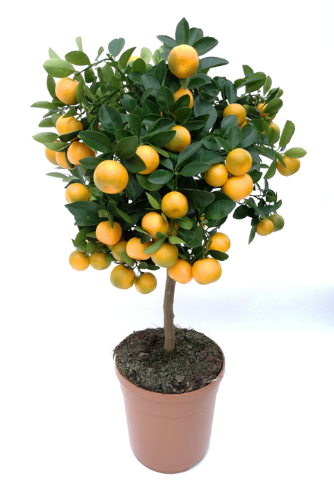 <h4>Citrus hystrix</h4>