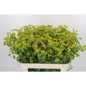 Bupleurum Griffithii