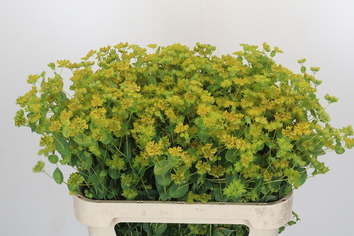 <h4>Bupleurum Griffithii</h4>