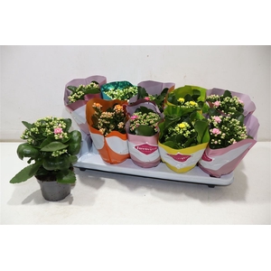 Kalanchoe Double Deluxe Mix