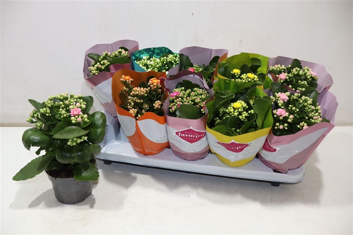 <h4>Kalanchoe Double Deluxe Mix</h4>