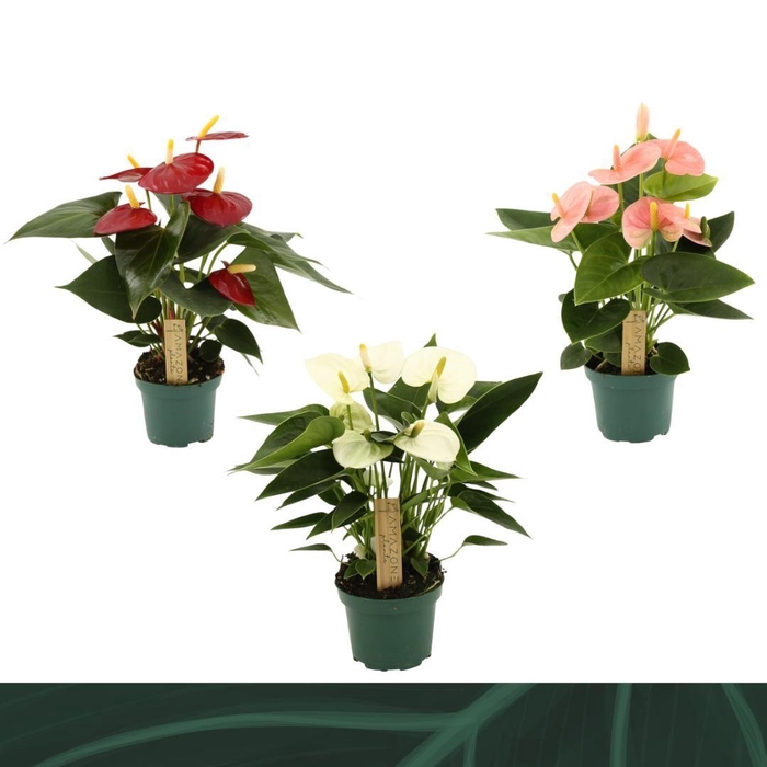 <h4>Anthurium mix 9cm 4 kleuren</h4>