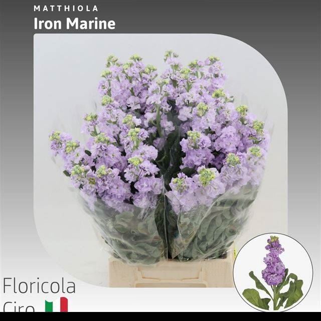 <h4>MATTHIOLA INCANA 'IRON MARINE'</h4>