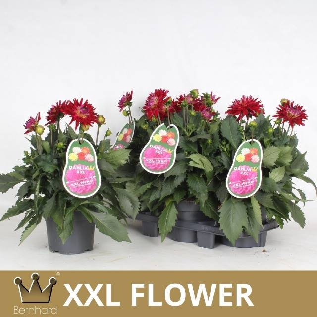 <h4>DAHL XXL RASPBER ICE</h4>