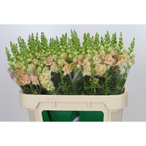 Antirrhinum Holly Double Champagne