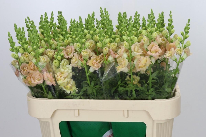 <h4>Antirrhinum Holly Double Champagne</h4>