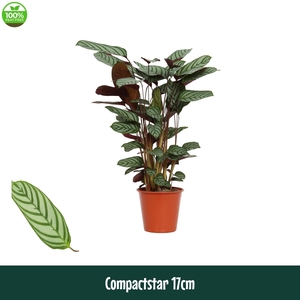 Calathea 17cm Compactstar (Ctenanhte) - Living
