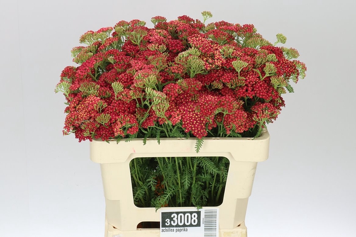 <h4>Achillea Paprika</h4>