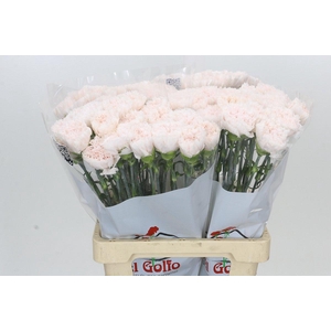 Dianthus St Signorelli