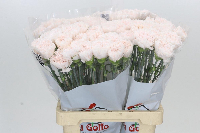 <h4>Dianthus St Signorelli</h4>