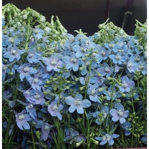 Delphinium Light Blue