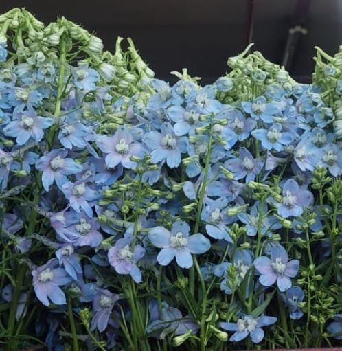 <h4>Delphinium Light Blue</h4>