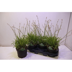 arr8 Care Mo Variegata
