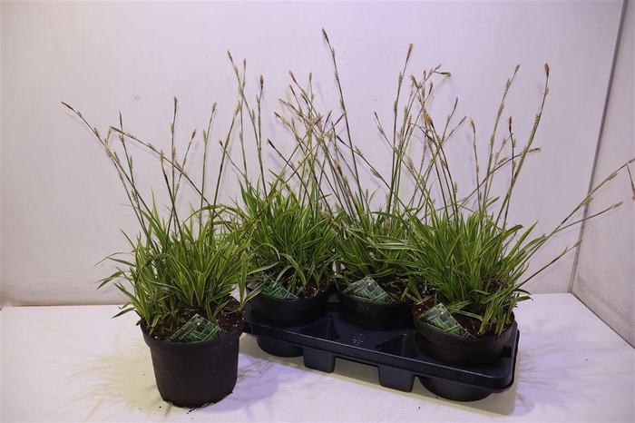 <h4>arr8 Care Mo Variegata</h4>