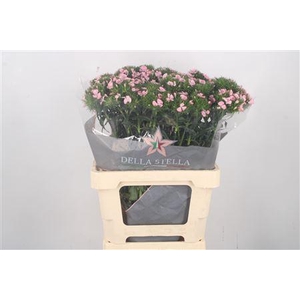 Di Barb Breanthus Earl Pale Pink