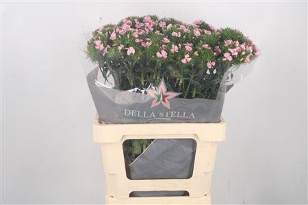 <h4>Di Barb Breanthus Earl Pale Pink</h4>