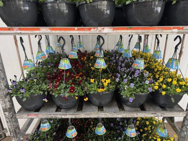 <h4>VIO CO END GEM</h4>