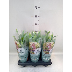 Phlebodium aureum 'Blue Star'