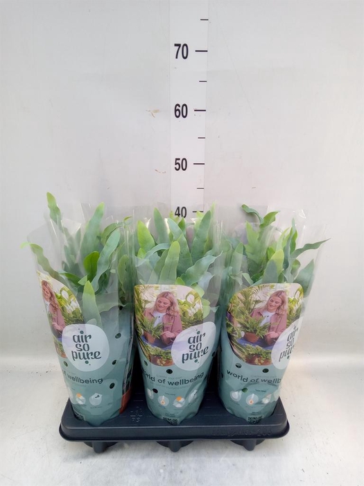 <h4>Phlebodium aureum 'Blue Star'</h4>