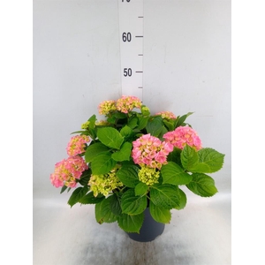 Hydrangea mac. 'Early'