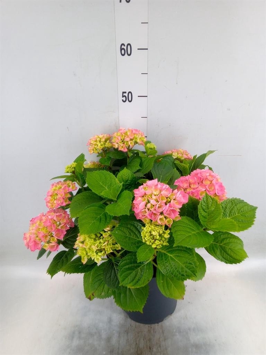 <h4>Hydrangea mac. 'Early'</h4>