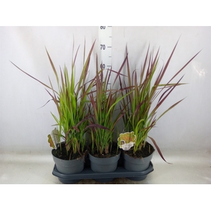 Imperata cylindrica 'Red Baron'