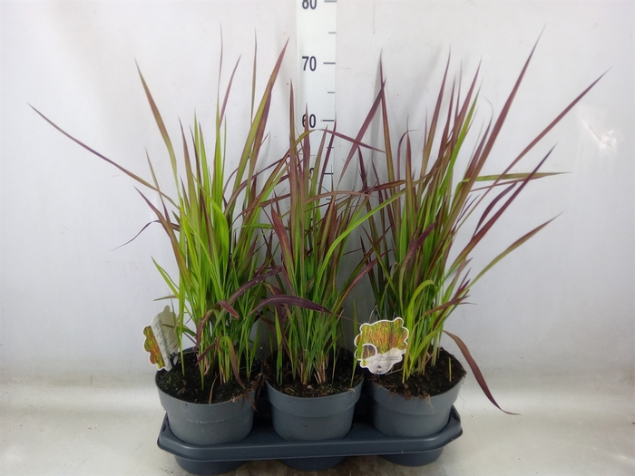 <h4>Imperata cylindrica 'Red Baron'</h4>