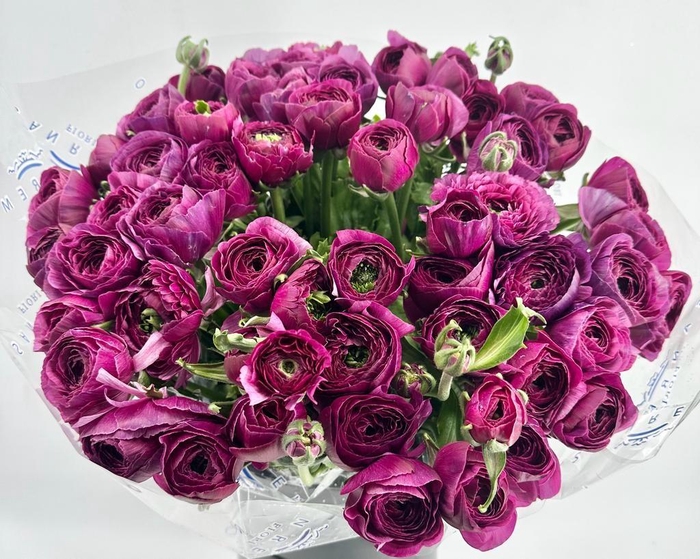 <h4>Ranunculus Clooney Sherry Super</h4>