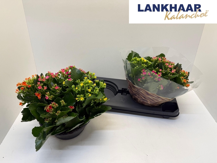 <h4>KAL EN GARDEN OV</h4>