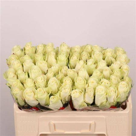 <h4>R Gr Athena</h4>