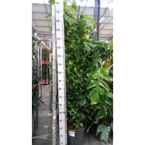 Ficus microcarpa 'Moclame'