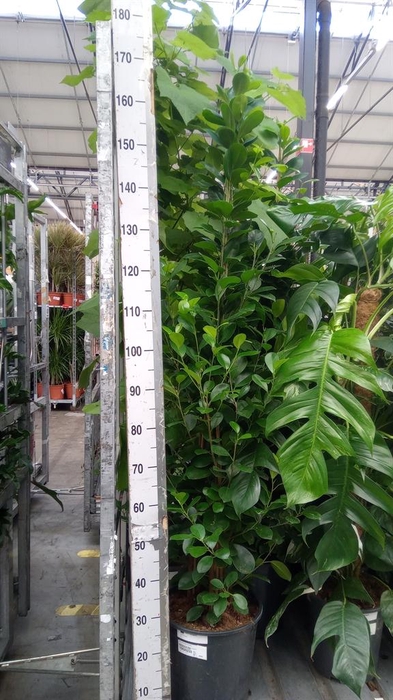 <h4>Ficus microcarpa 'Moclame'</h4>