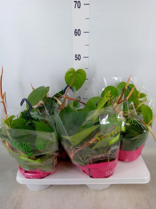 <h4>Philodendron scand.</h4>