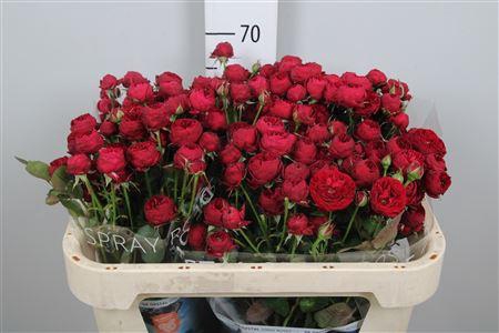 <h4>R Tr Maroon</h4>