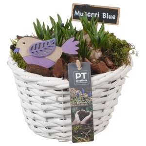 PTMB1138 Arrangementen Muscari